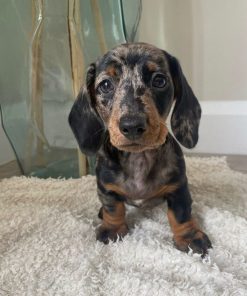 Maisey Jane